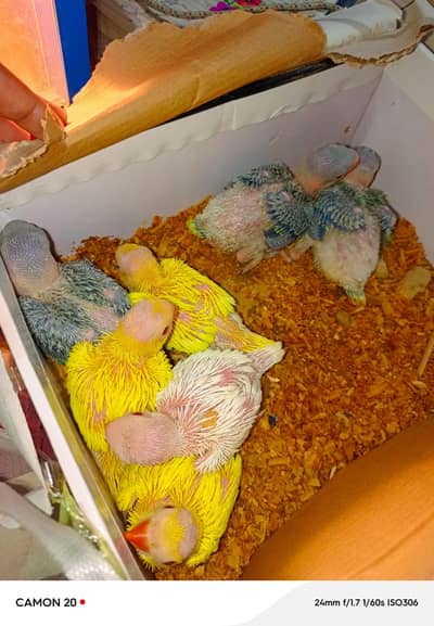 yellow parrot chicks