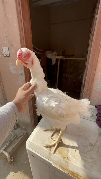 Indio gigante breeder female