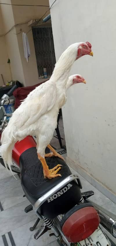 Paper white murga pair for sale only WhatsApp number 0326/87/50/738