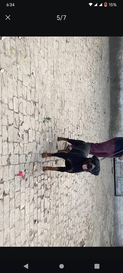 original German Rottweiler male