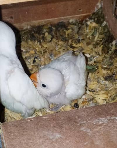 BREEDER PAIR FOR SALE WITH CHICKS