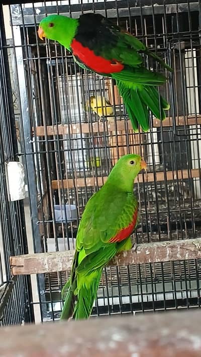 Premium Red Wing Breeding Pair Available – Healthy & Ready to Breed