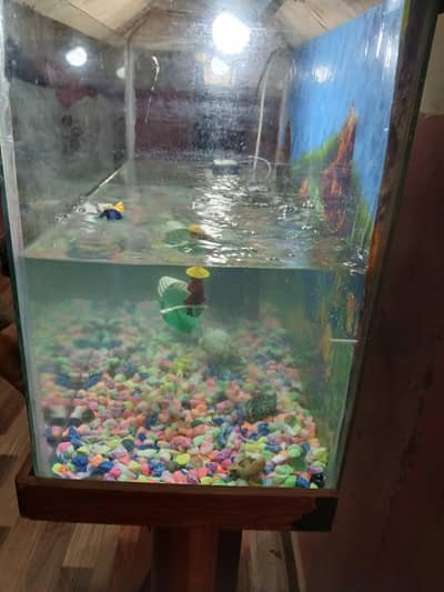 fish aquarium with accessories