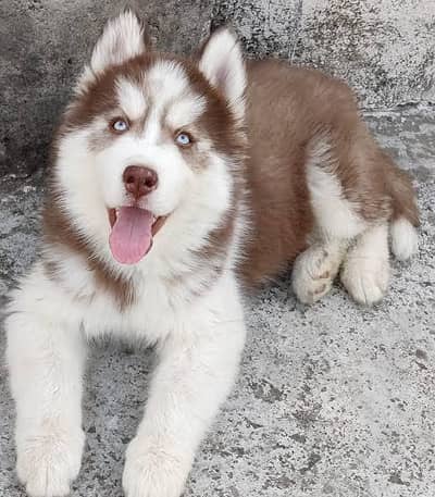 Siberian Husky Male puppy available for new home