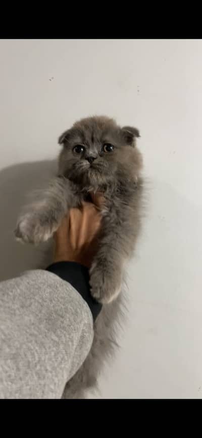 Scottish fold kittens