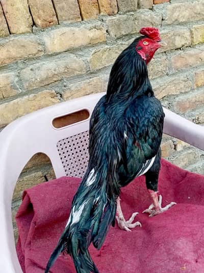 Lasani Aseel (Ak ankh mh kam nzr ataa)