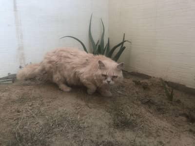 Persian cat breeder male