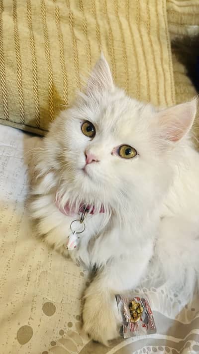 Persian baby face cat for sale