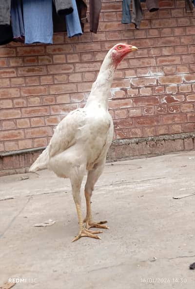 Pure Desi Aseel Hen for Sale – Healthy, Tall & Active