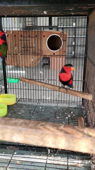 Black Cap Lorry ready to breed pair available for sale