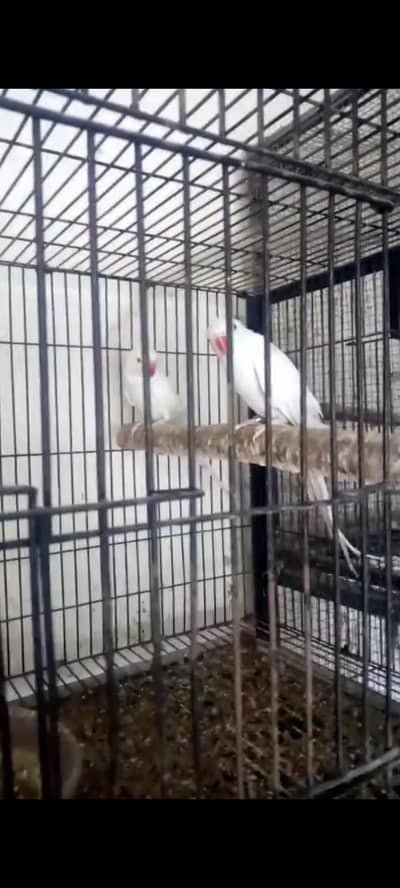 white Ringneck pair
