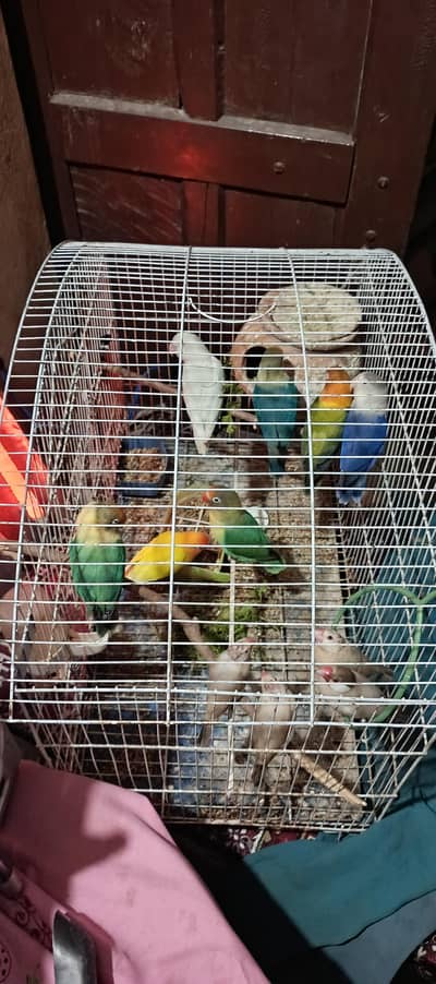 Australian cocktail  dove  pairs  ( Need)