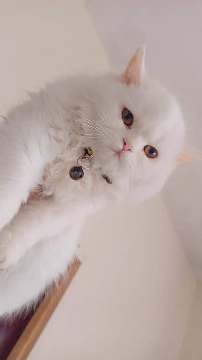 beautiful white female kittens