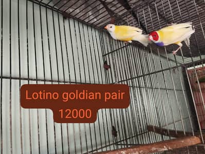 Goldian adult Bonded pair beautiful colors