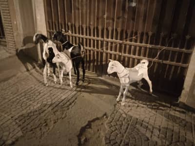 PURE WHITE GULABI TEDDY PAIR AND TAPRI FEMALES. WHATSAPP= 0335-8111804