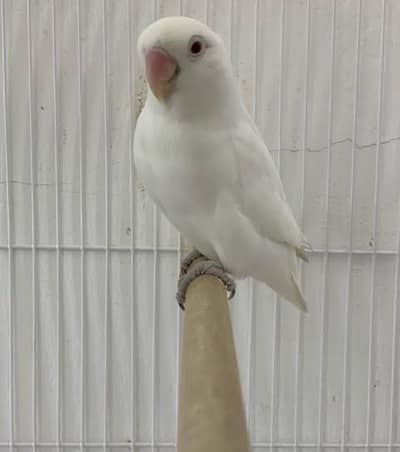 love birds albino Blue Fisher