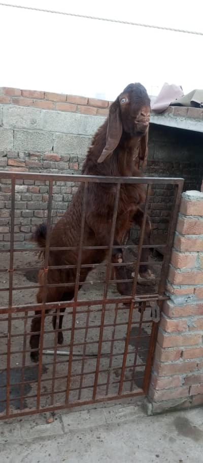 Bakra and Pregnant Path for sale