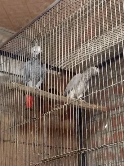 African grey pair