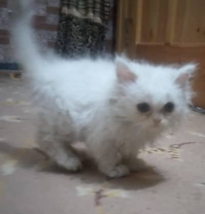PERSIAN CAT