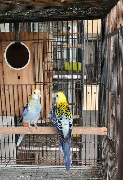 Melay Head Rosella ready to breed pair available for sale
