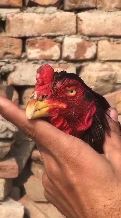 old blood extreme 03017133104