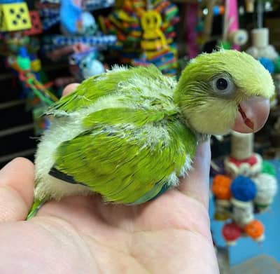 Palid Green Quaker parrot