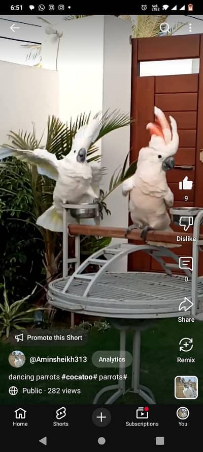Moluccan cockatoo pair