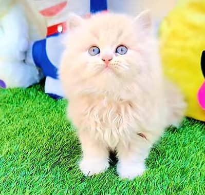 Persian cat for sale 5 face triple code vaccine mukammal 0326=6549=136