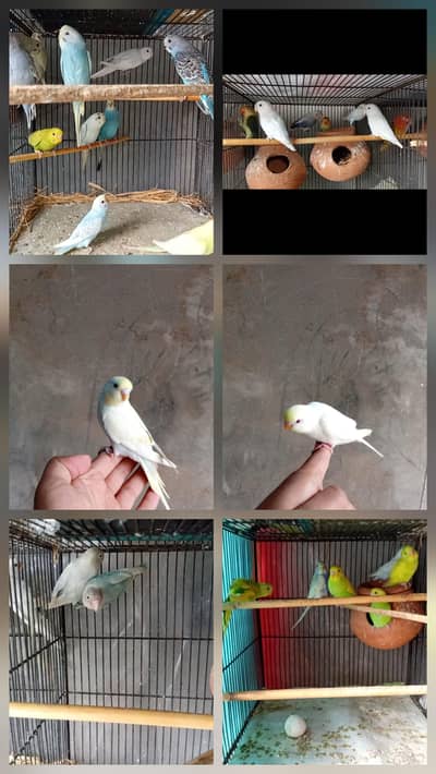 astrallian birds// love birds