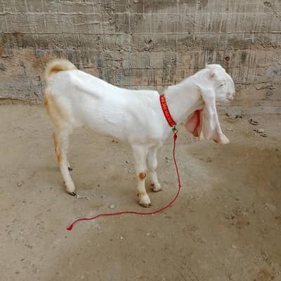 Gulabi Bakri Contact _0334-1850016