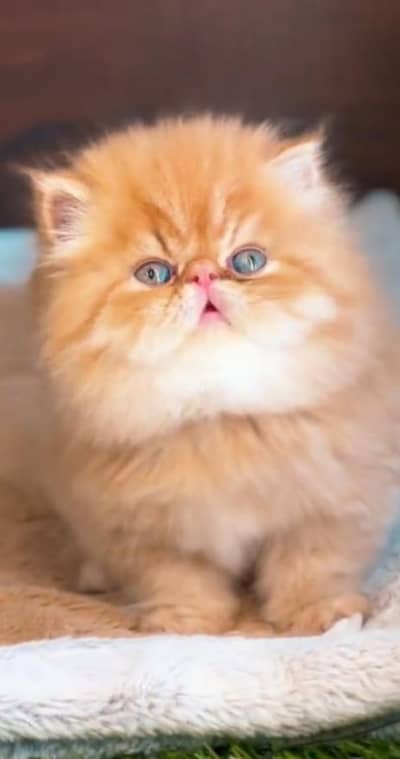 Persian cat for sale