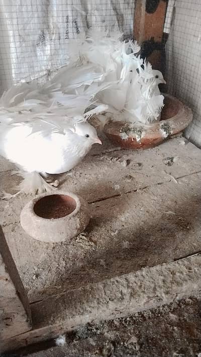 1 breader pair 1 single female 1 chicks pair