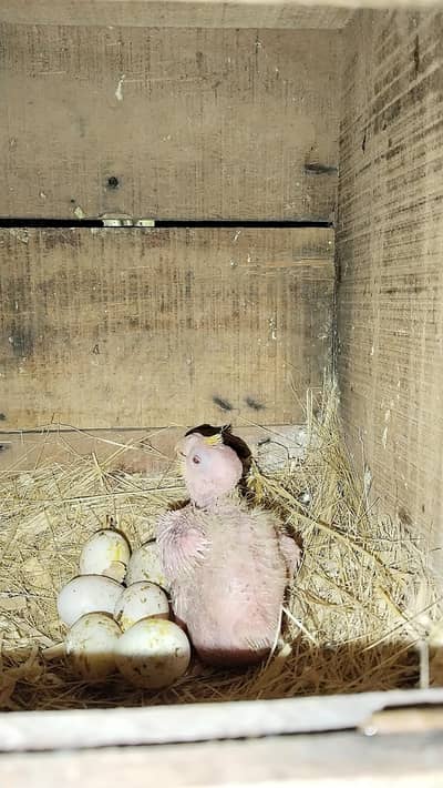 cocktail chiks for sale