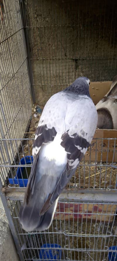 shabaz sherazi pigan male avalibal