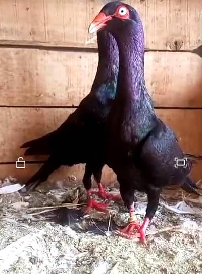 Black Self Denish Breeder pair