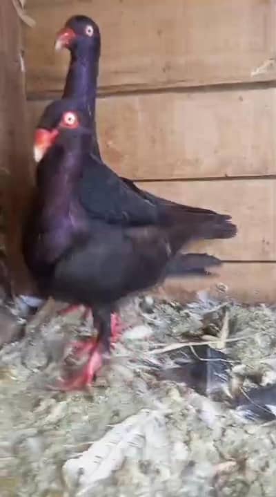 Black Self Denish Breeder pair Sunday offer