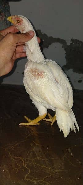 High quality aseel chicks