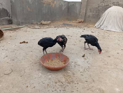 Full Gamer+Neclocker