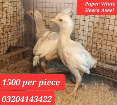 Paper White Heera Aseel Chicks and Heera Cross Aseel Chicks 0320414342