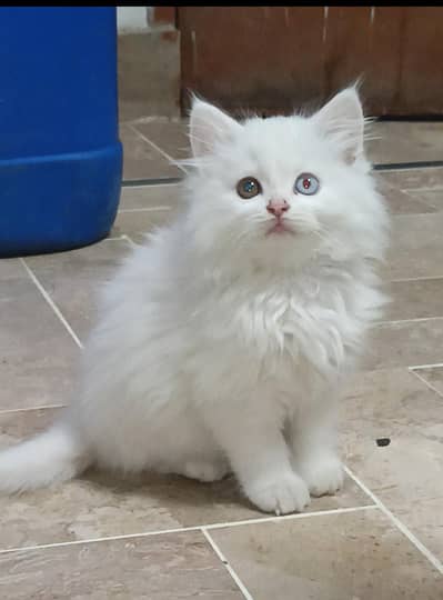 HIGH QUALITY FEMALE KITTEN