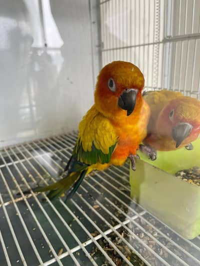 Sunconure adult males for sale in premium health