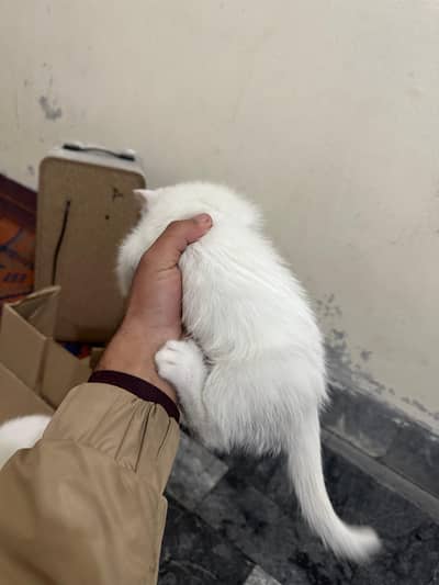 pair available 1 cat price 8k 3 coat