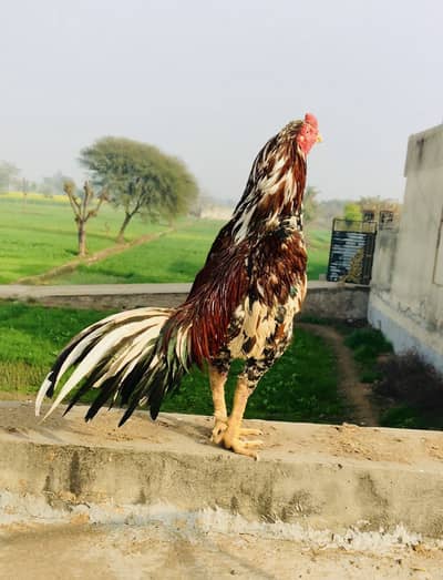 Aseel murga for sale