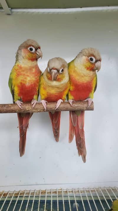 Pineapple conure chicks for sale in premium health