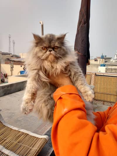 Persian cat