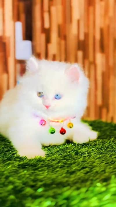 cat beautiful cat vaccine active washroom train