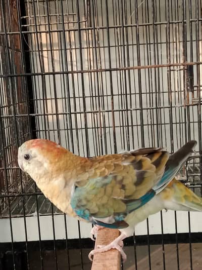 Rump female ready to breed  available for sale in premium health.