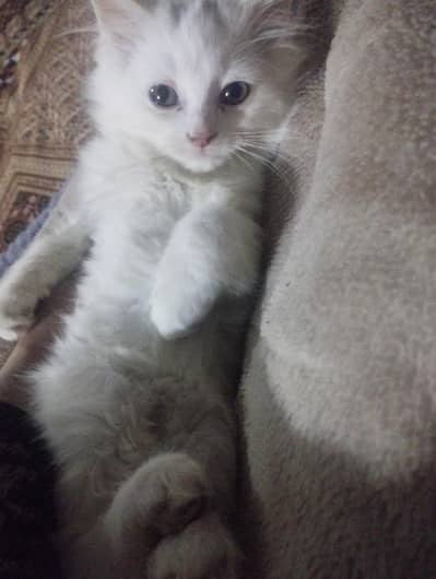 Persian kitten