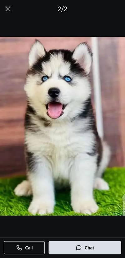 husky puppies 03425137217