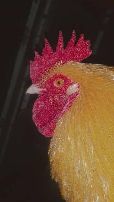 heavy golden buff hens